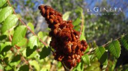 Fruto del Zumaque