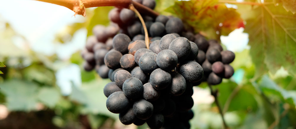 vino del terreno
